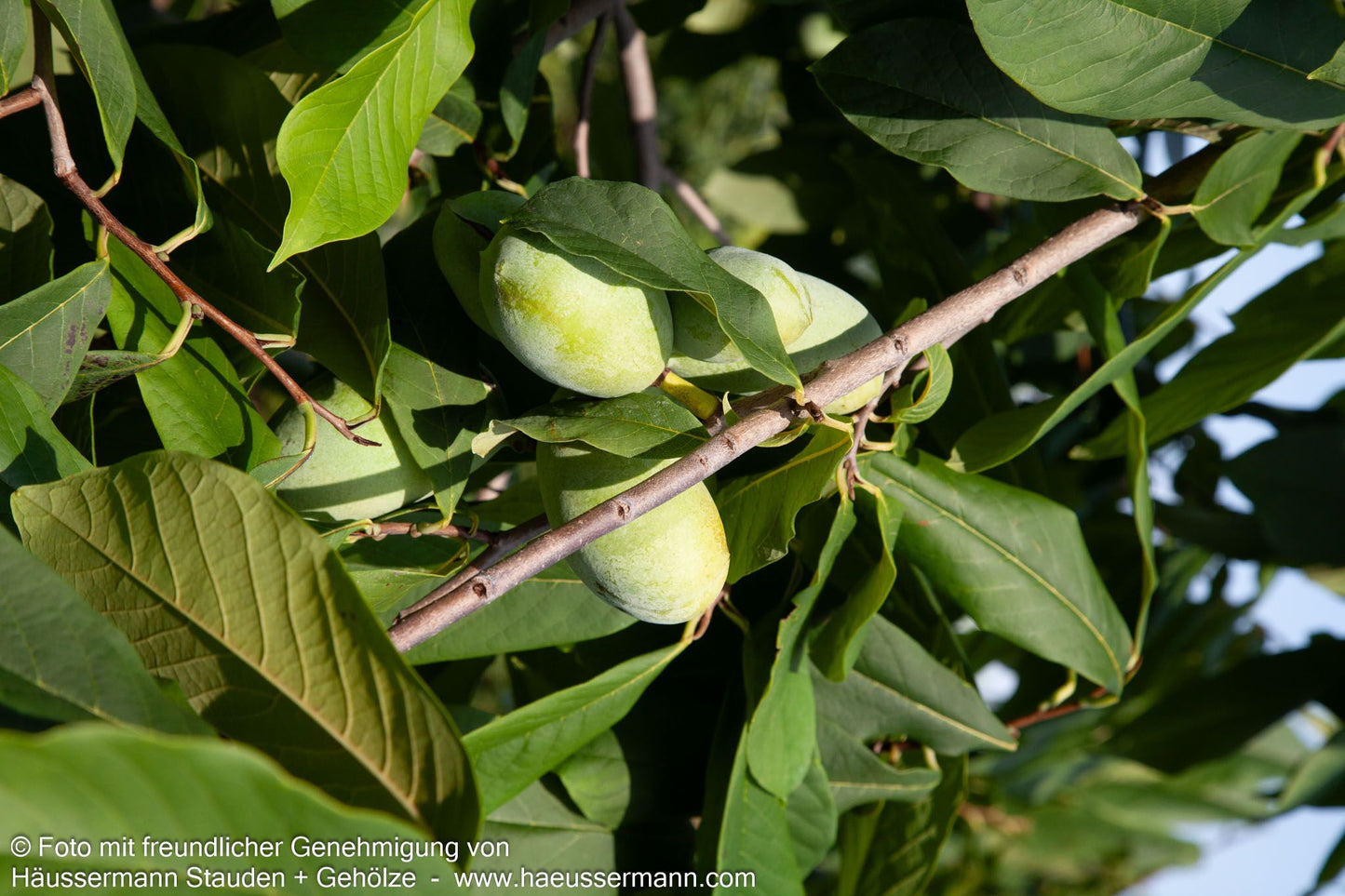 Indianerbanane, Dreilappige Pawpaw (Asimina triloba)