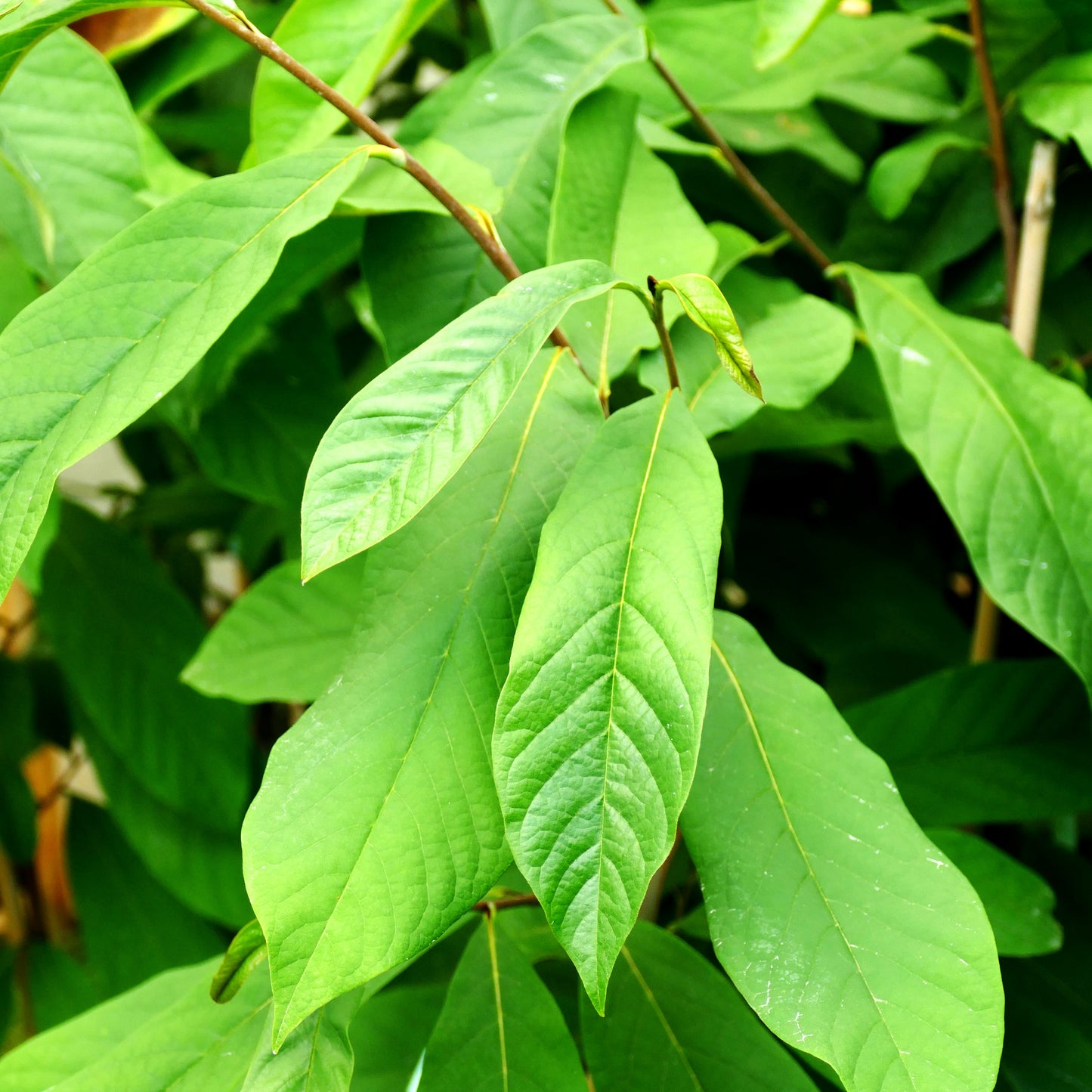 Indianerbanane, Dreilappige Pawpaw 'Mary Foos Johnson' (Asimina triloba)