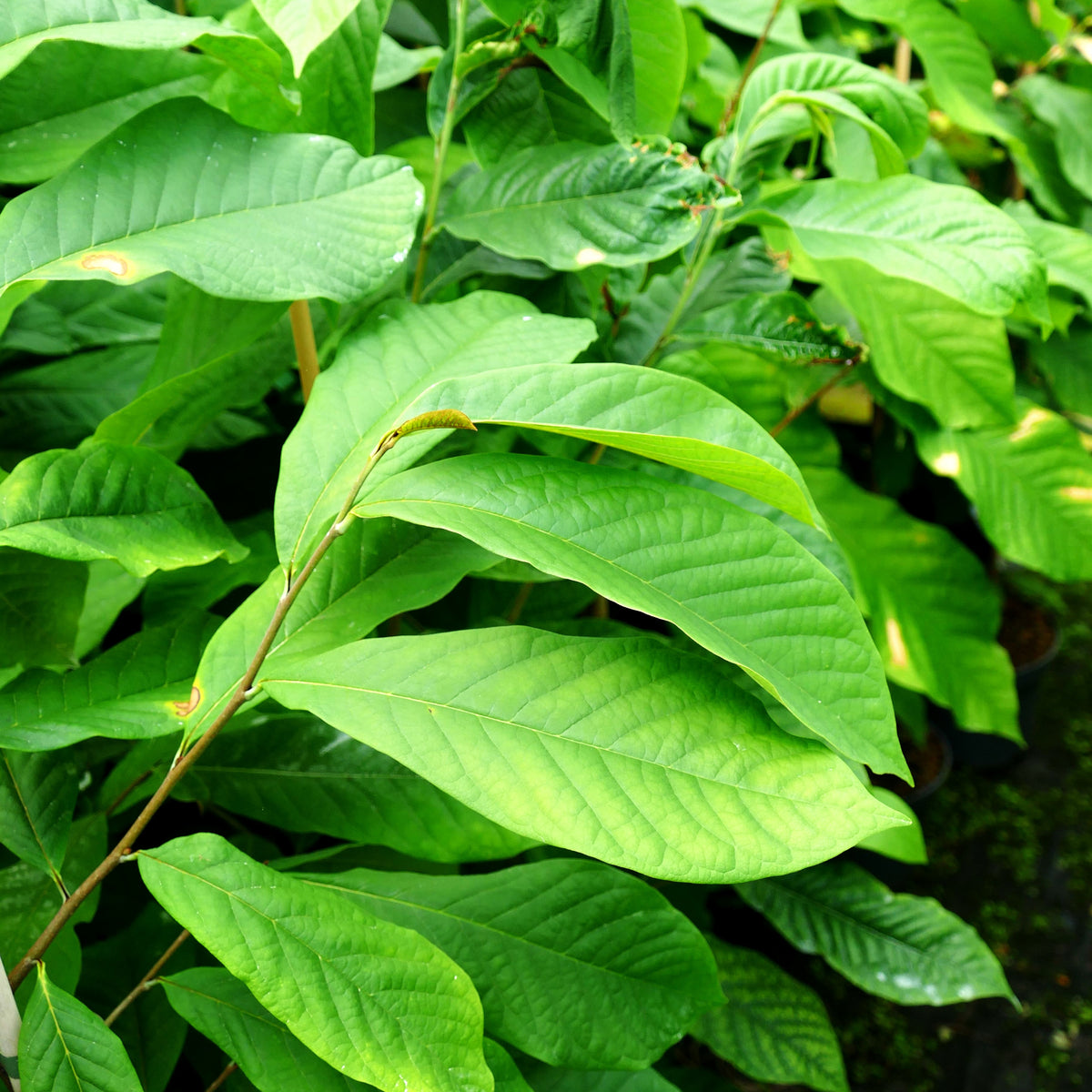 Indianerbanane, Dreilappige Pawpaw 'Shenandoah' (Asimina triloba)