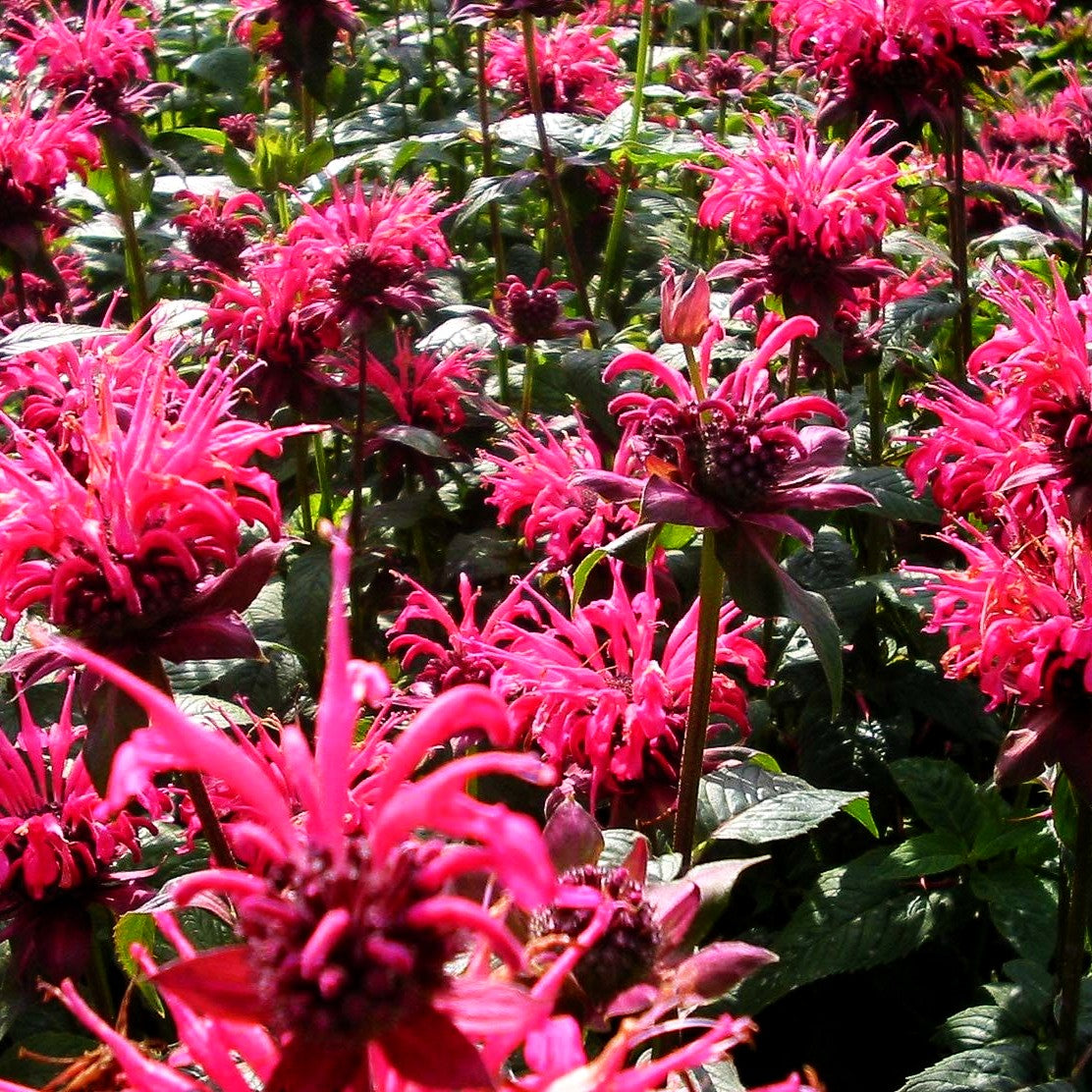 Indianernessel 'Balance' (Monarda fistulosa)