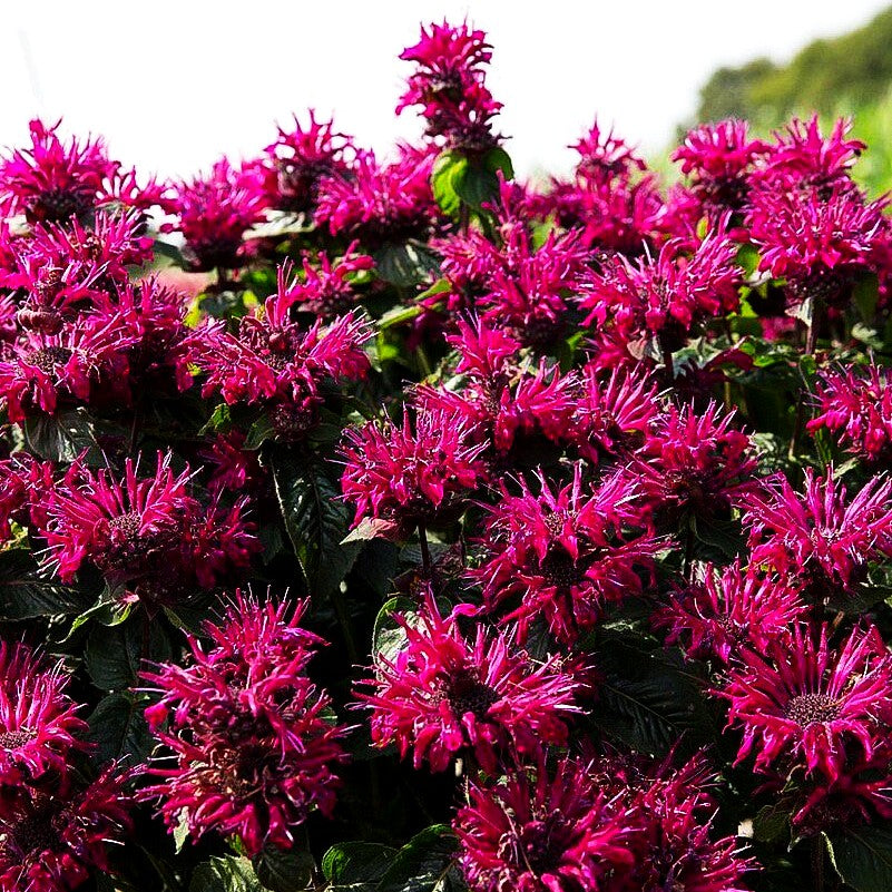 Indianernessel 'Bee-True' (Monarda fistulosa)