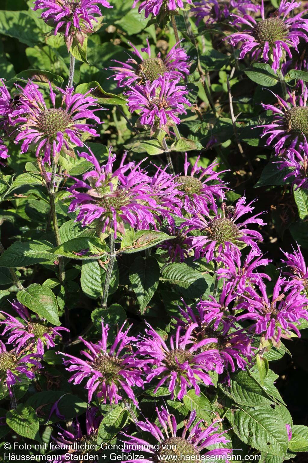 Indianernessel 'Blaustrumpf' (Monarda fistulosa)