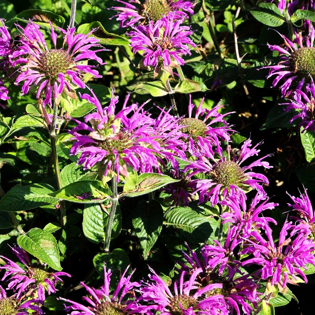 Indianernessel 'Blaustrumpf' (Monarda fistulosa)