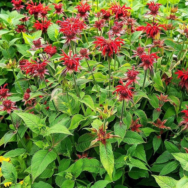 Indianernessel 'Cambridge Scarlet' (Monarda fistulosa)