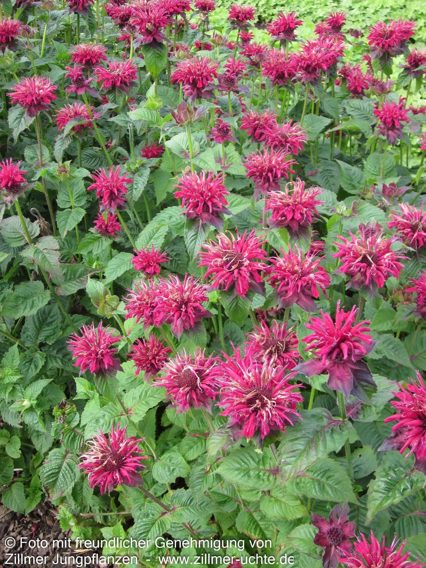 Indianernessel 'Fireball' (Monarda didyma)