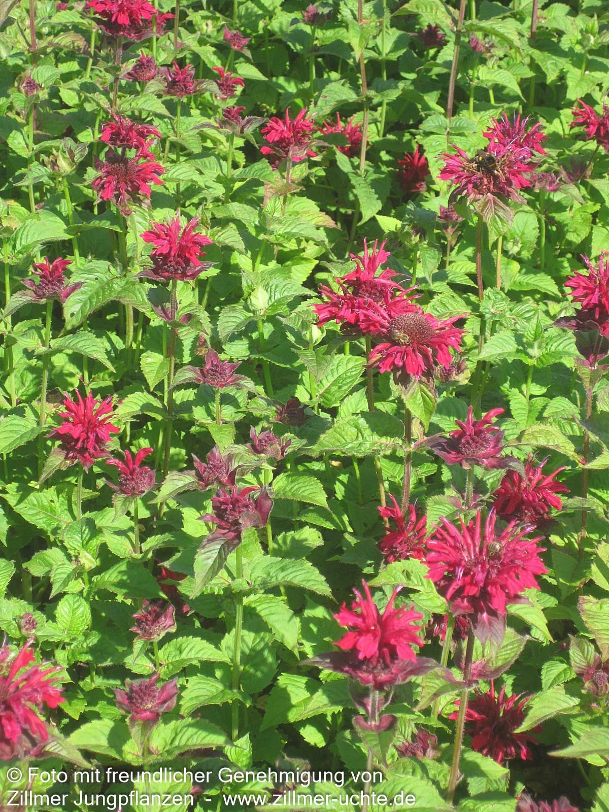 Indianernessel 'Fireball' (Monarda didyma)