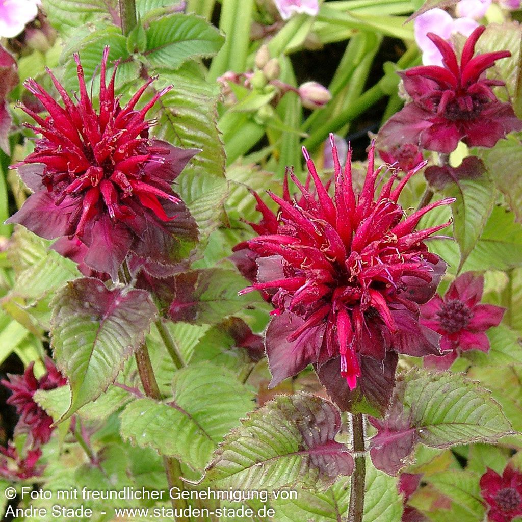 Indianernessel 'Fireball' (Monarda didyma)