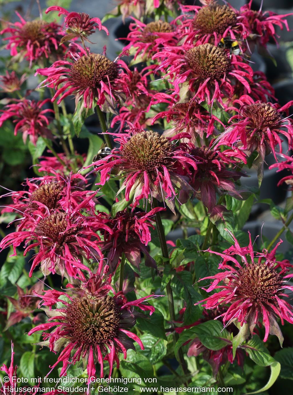 Indianernessel 'Fireball' (Monarda didyma)