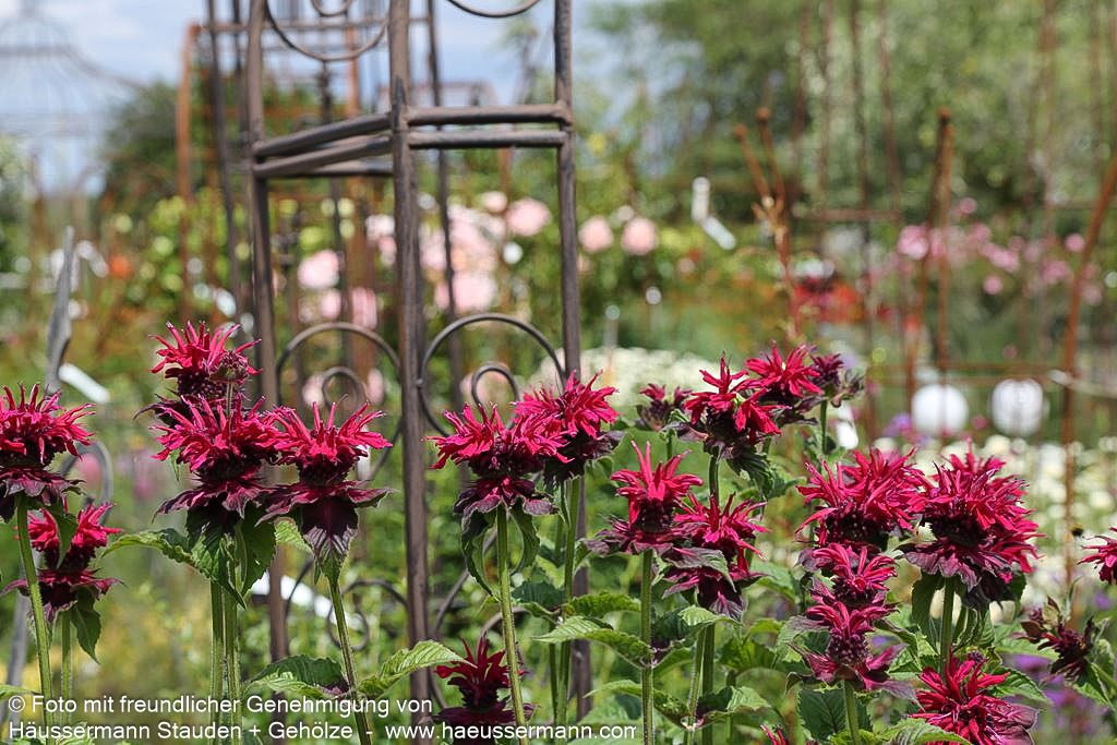 Indianernessel 'Fireball' (Monarda didyma)