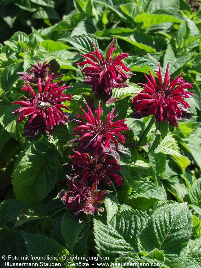 Indianernessel 'Fireball' (Monarda didyma)