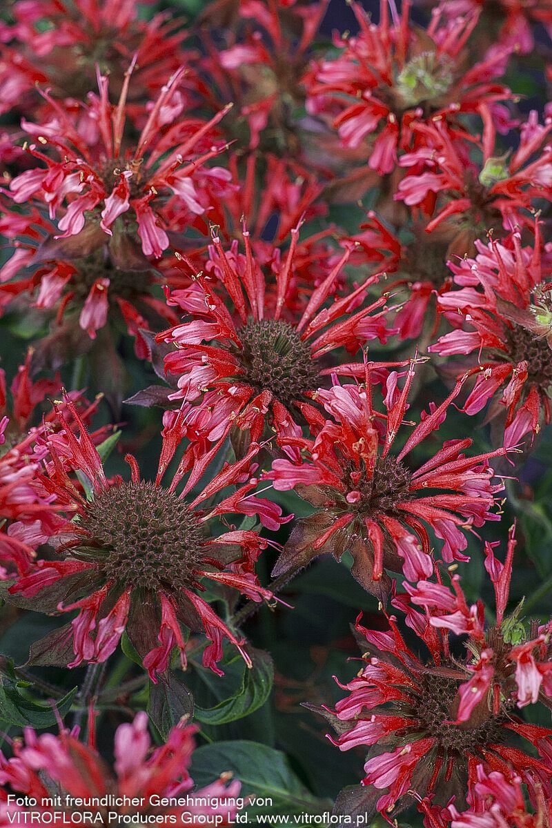 Indianernessel 'Fireball' (Monarda didyma)