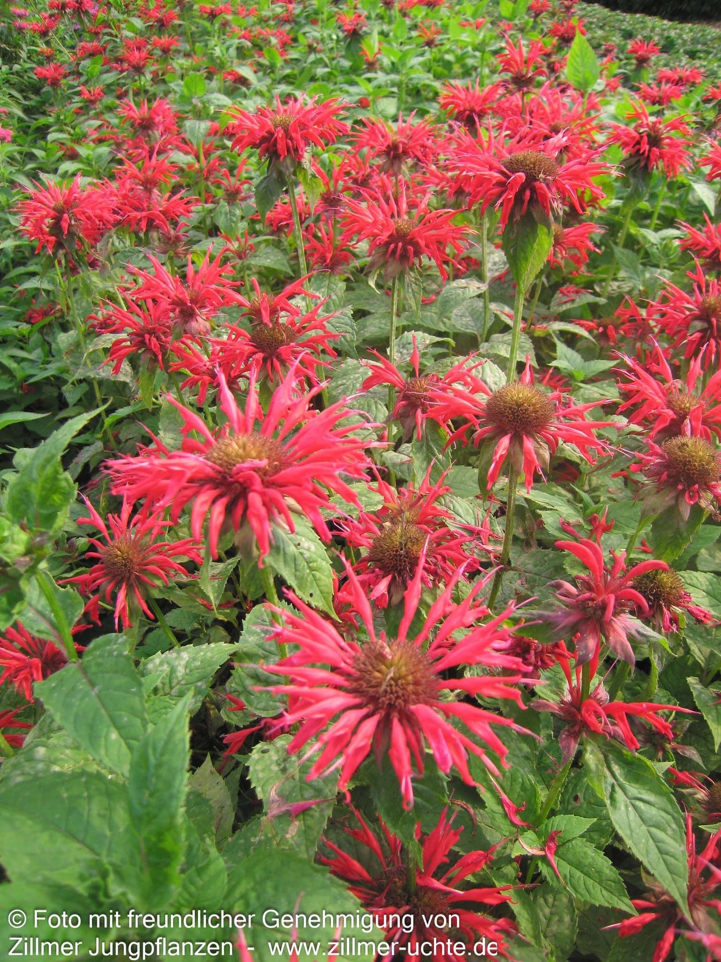 Indianernessel 'Gardenview Scarlet' (Monarda fistulosa)