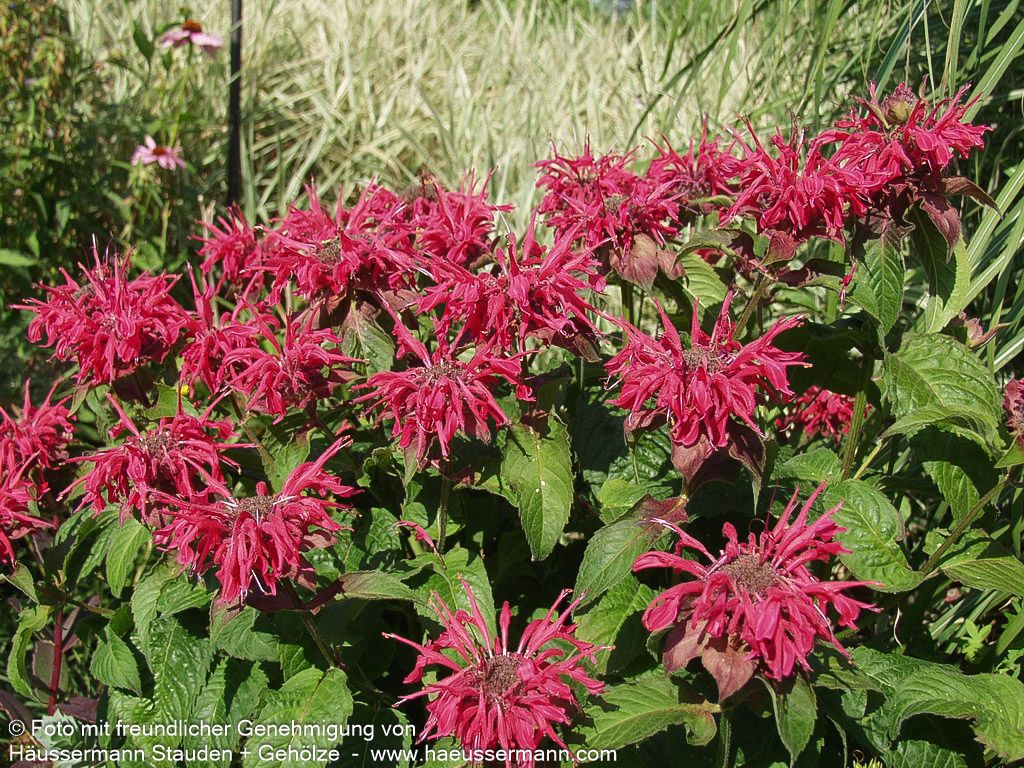 Indianernessel 'Mahogany' (Monarda fistulosa)