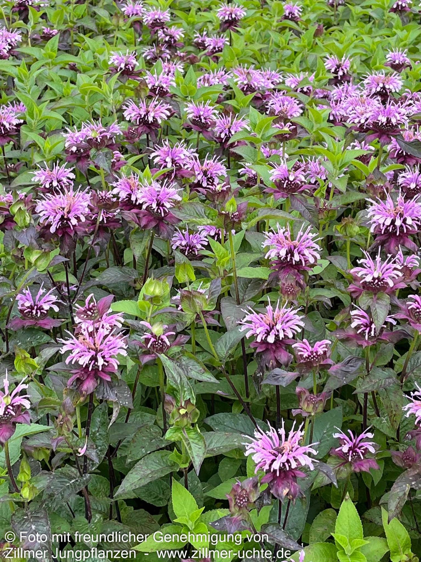 Indianernessel 'Neon' (Monarda didyma)