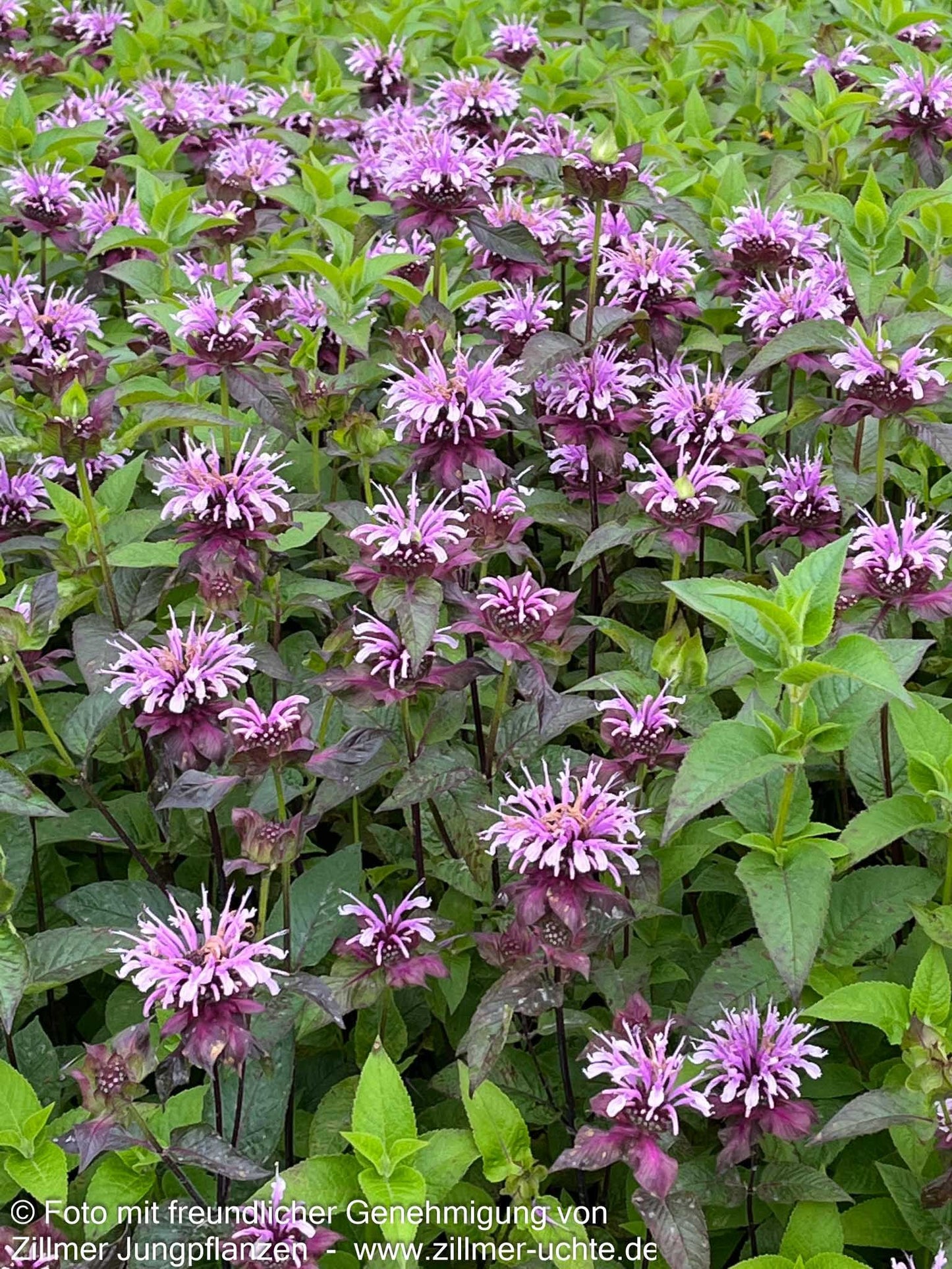 Indianernessel 'Neon' (Monarda didyma)