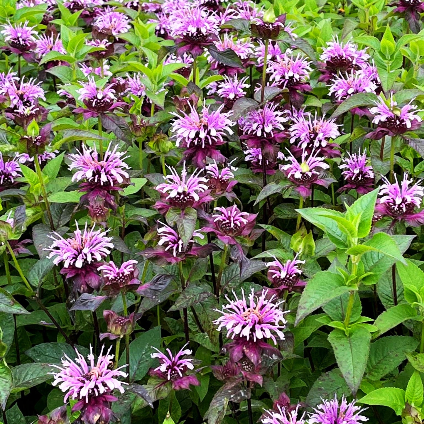 Indianernessel 'Neon' (Monarda didyma)