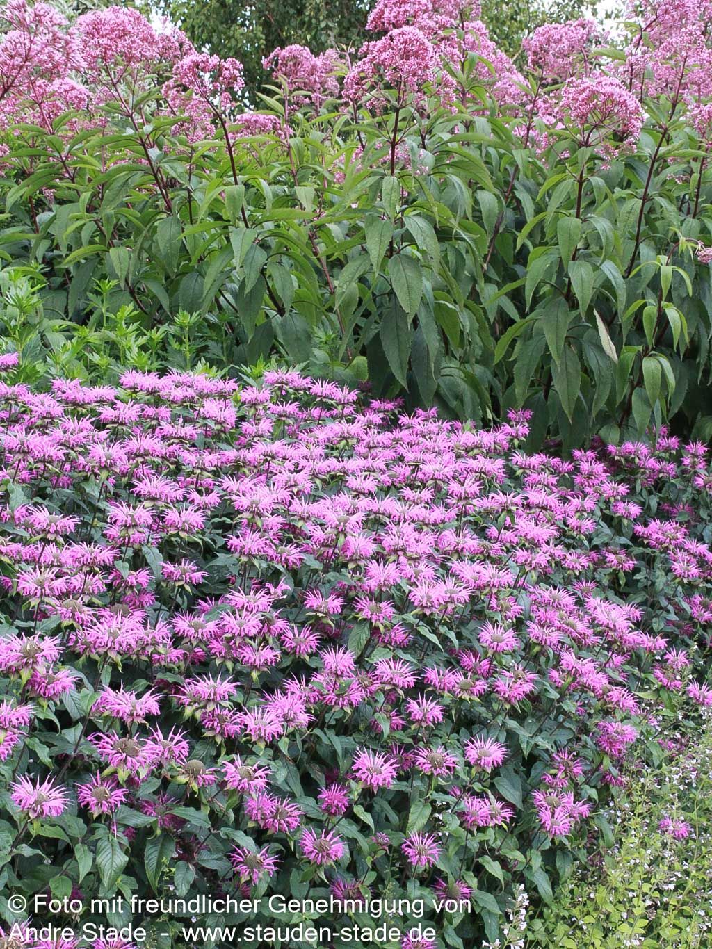 Indianernessel 'Prärienacht' (Monarda fistulosa)