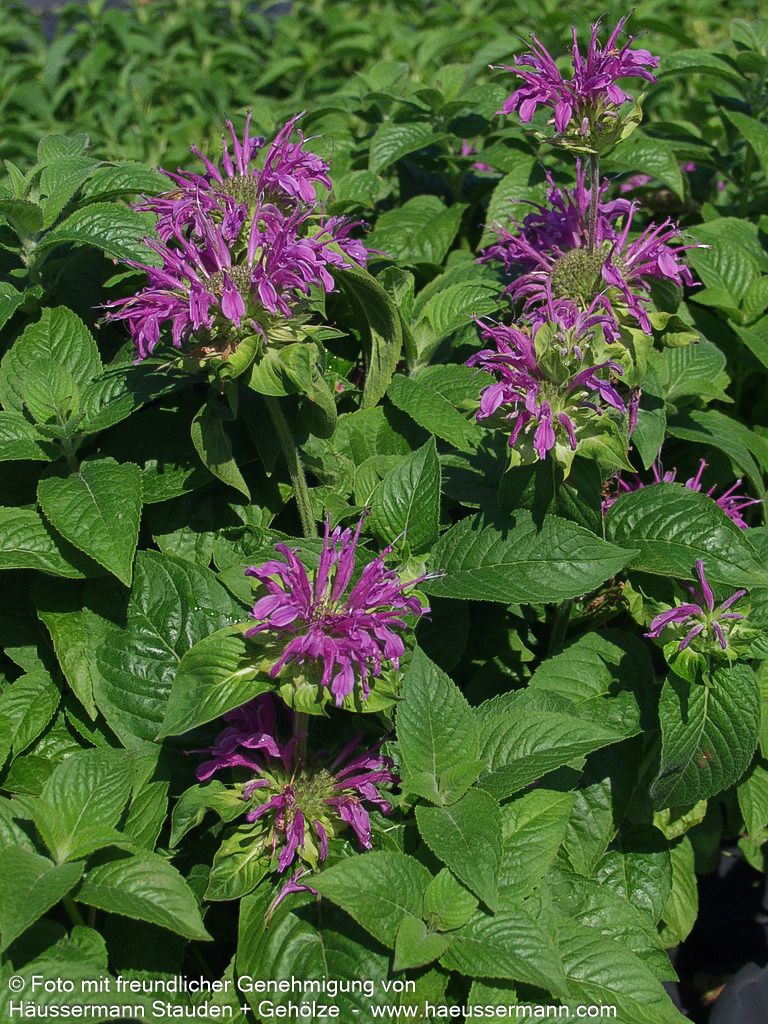 Indianernessel 'Prärienacht' (Monarda fistulosa)