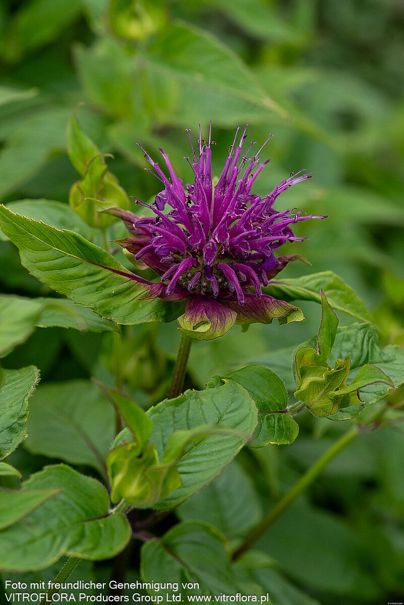 Indianernessel 'Prärienacht' (Monarda fistulosa)