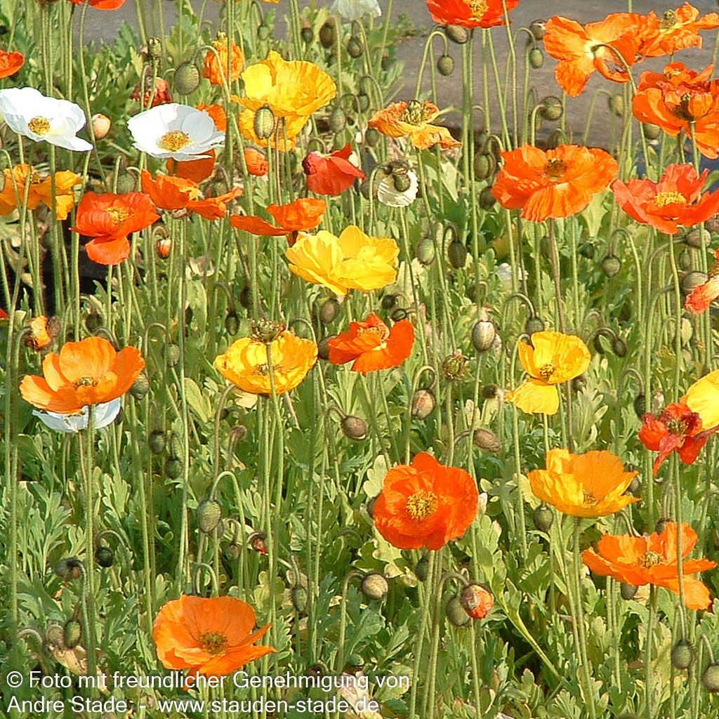 Island-Mohn 'Gartenzwerg' (Papaver nudicaule)