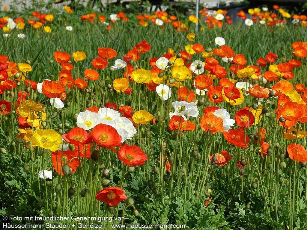 Island-Mohn 'Gartenzwerg' (Papaver nudicaule)