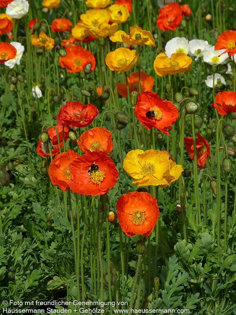 Island-Mohn 'Gartenzwerg' (Papaver nudicaule)