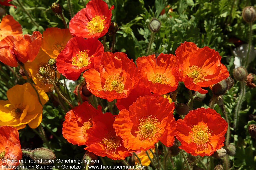 Island-Mohn 'Gartenzwerg' (Papaver nudicaule)