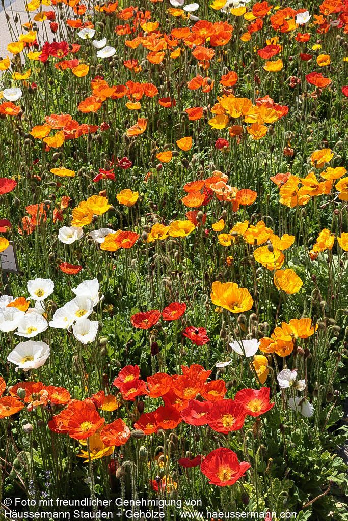 Island-Mohn 'Gartenzwerg' (Papaver nudicaule)