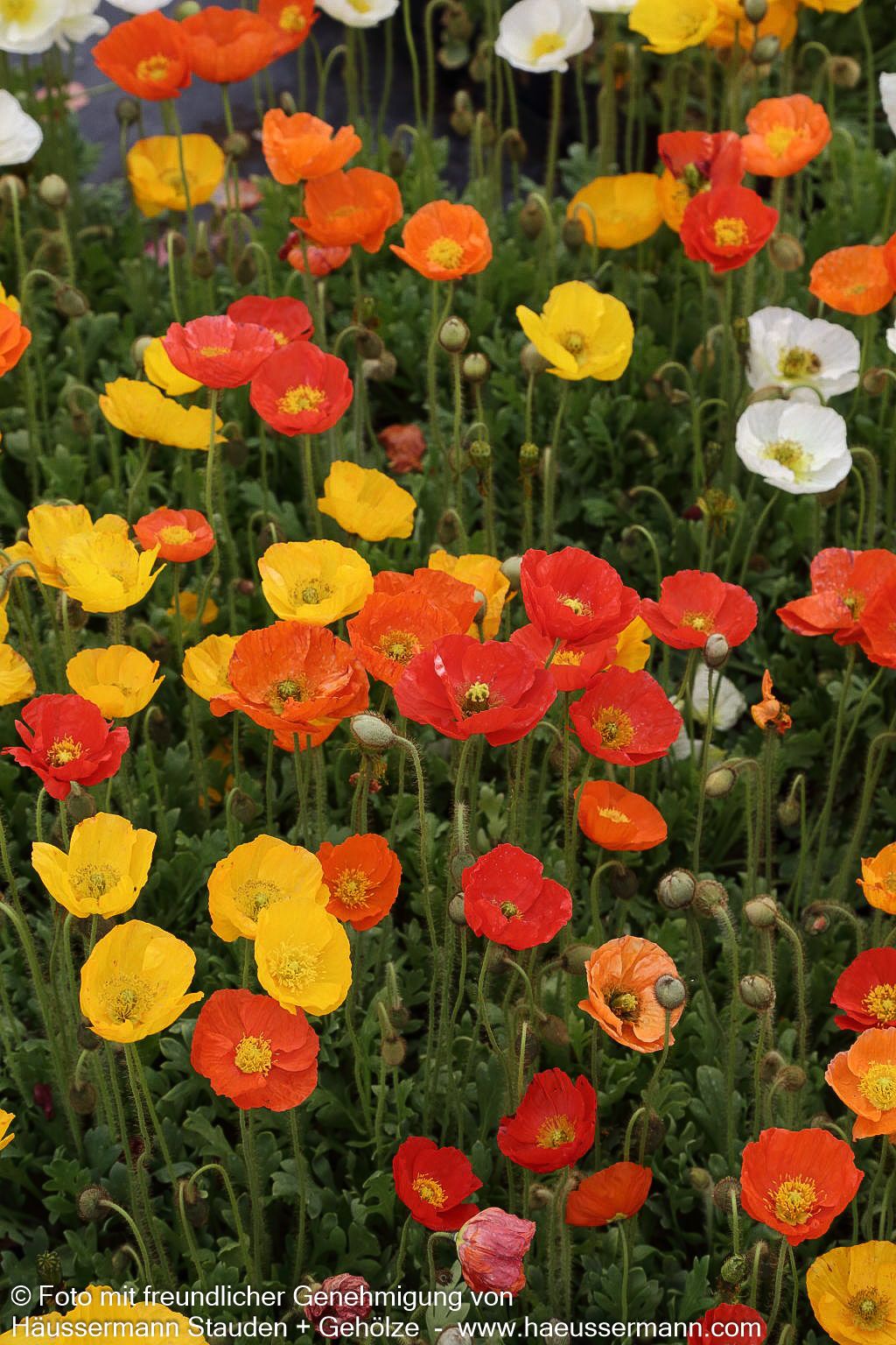 Island-Mohn 'Gartenzwerg' (Papaver nudicaule)