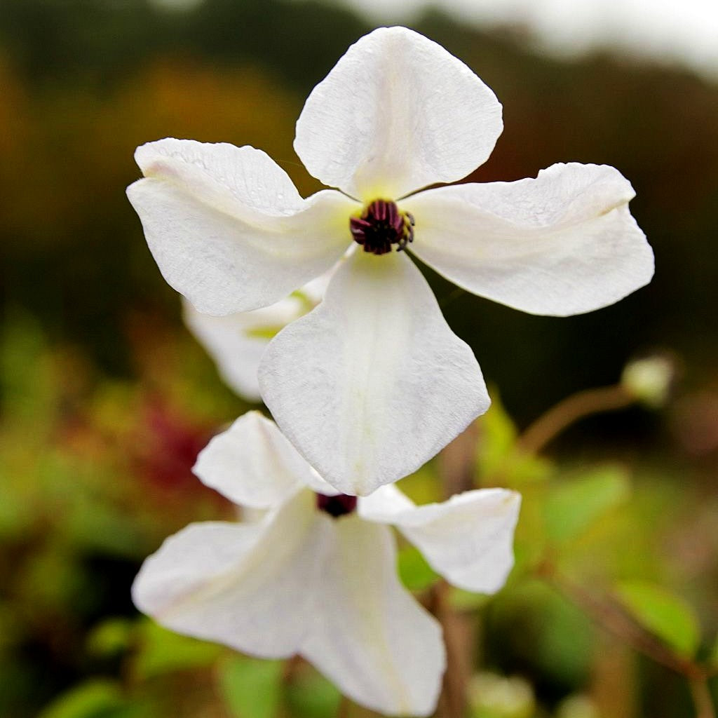 Italienische Waldrebe 'Alba Luxurians' (Clematis viticella)