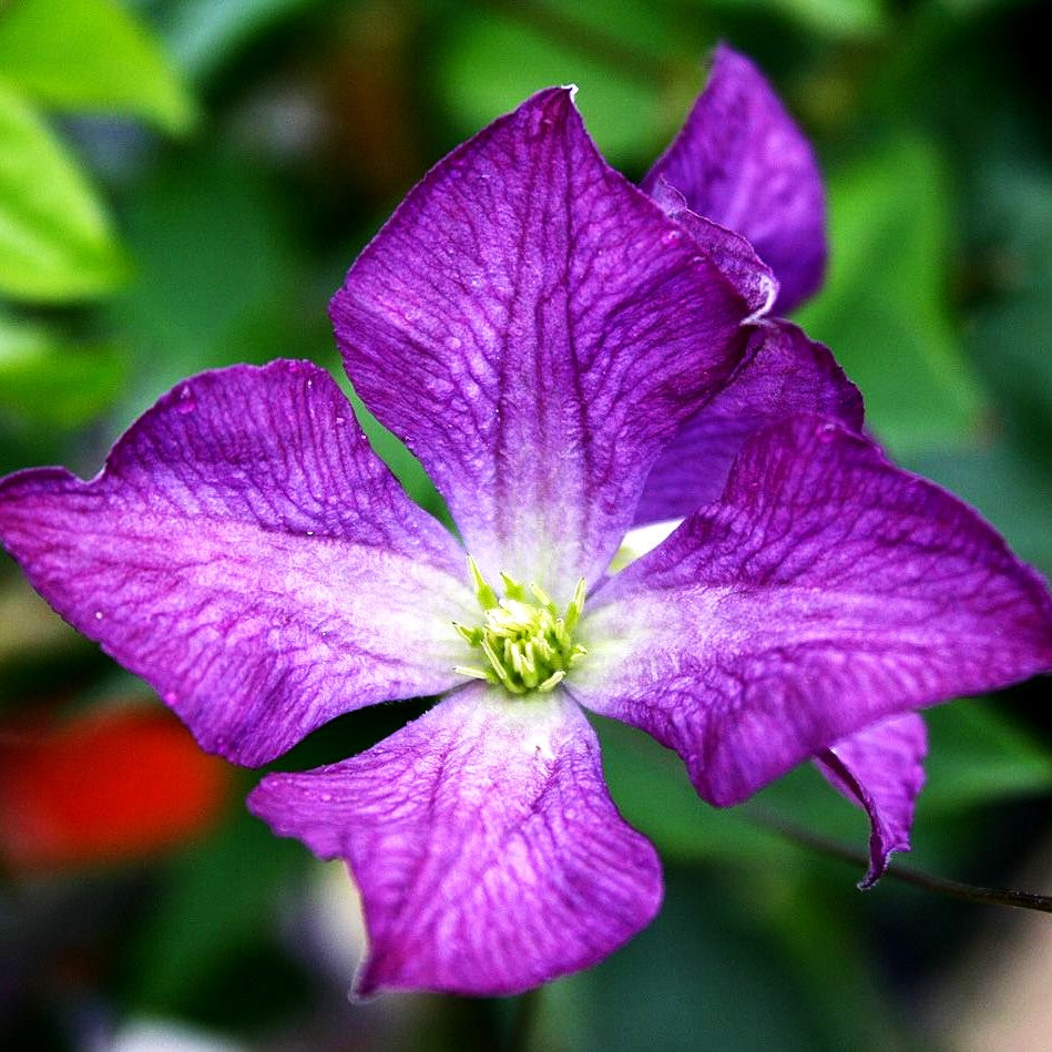 Italienische Waldrebe (Clematis viticella)