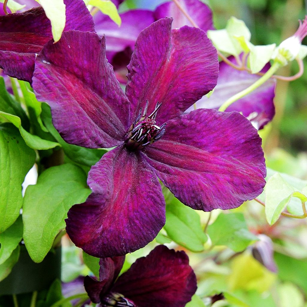 Italienische Waldrebe 'Dark Eyes' (Clematis viticella)