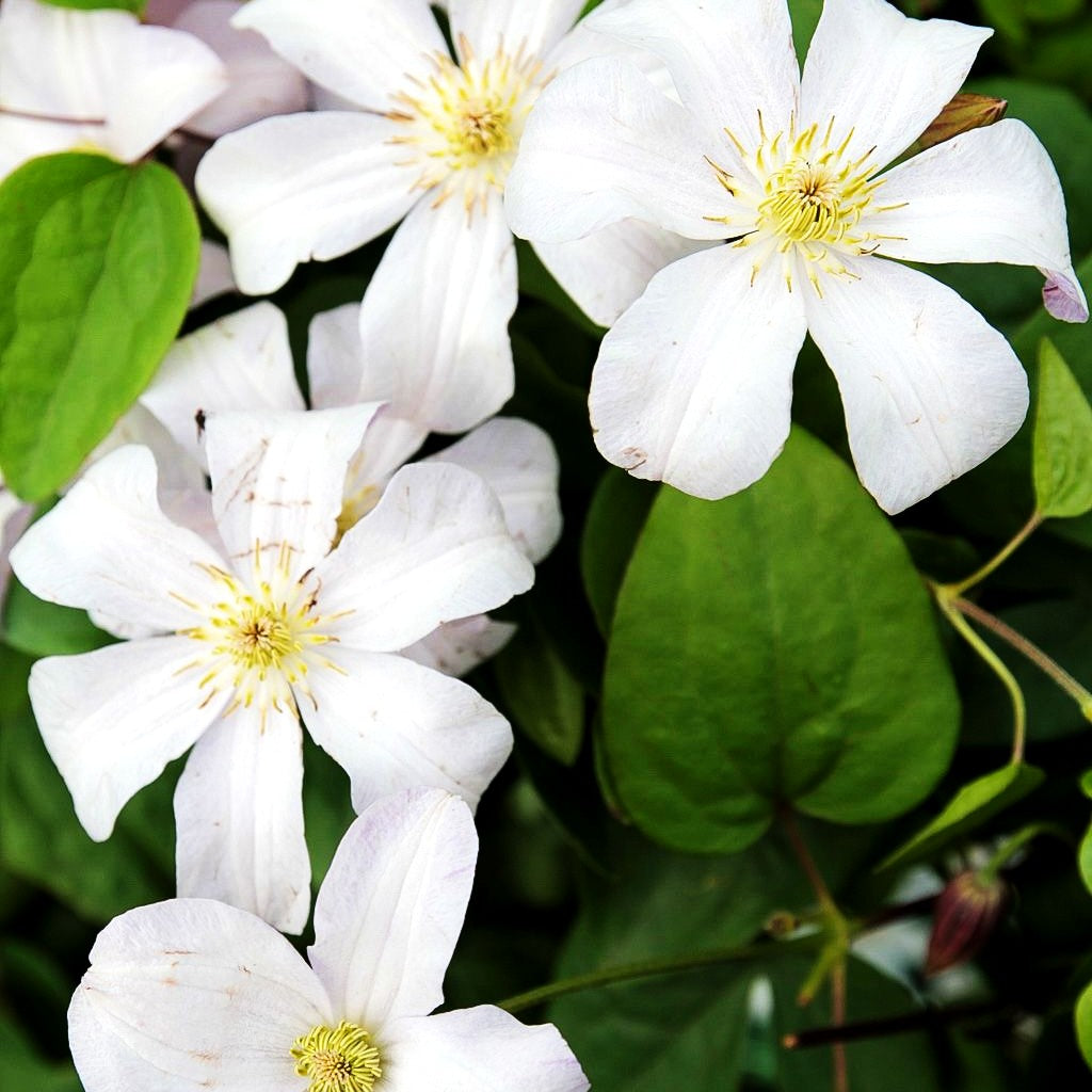 Italienische Waldrebe 'Huldine' (Clematis viticella)
