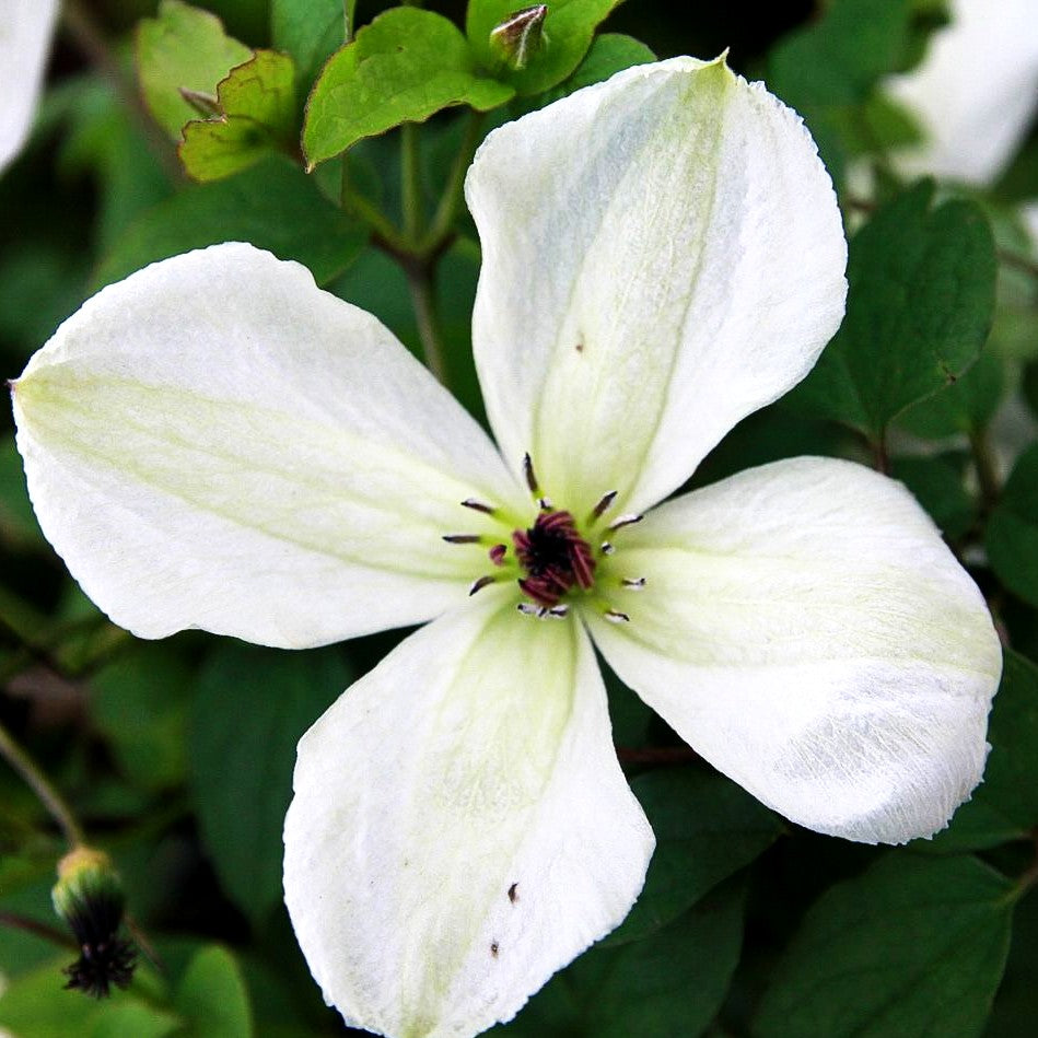 Italienische Waldrebe 'Maria Cornelia' (Clematis viticella)