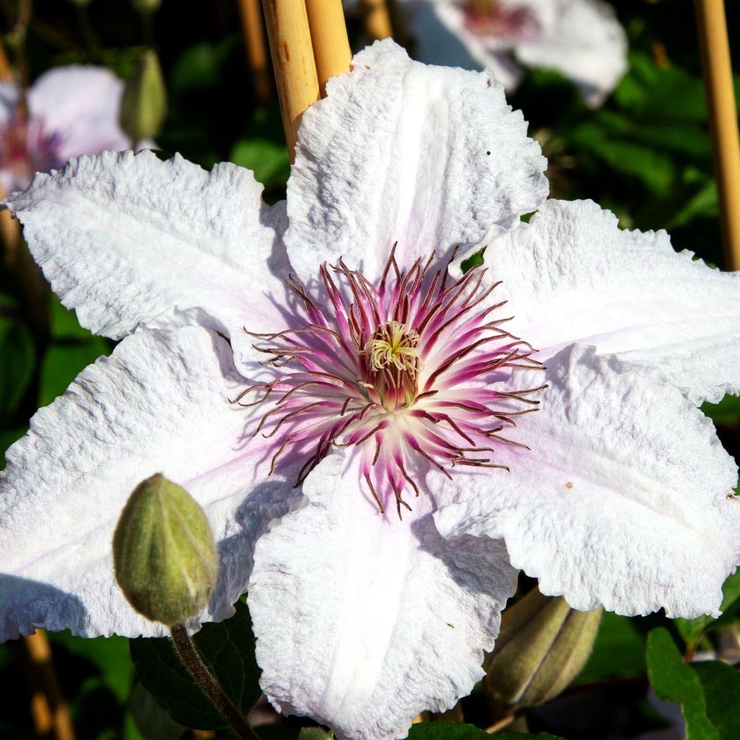 Italienische Waldrebe 'Marmorie' (Clematis viticella)