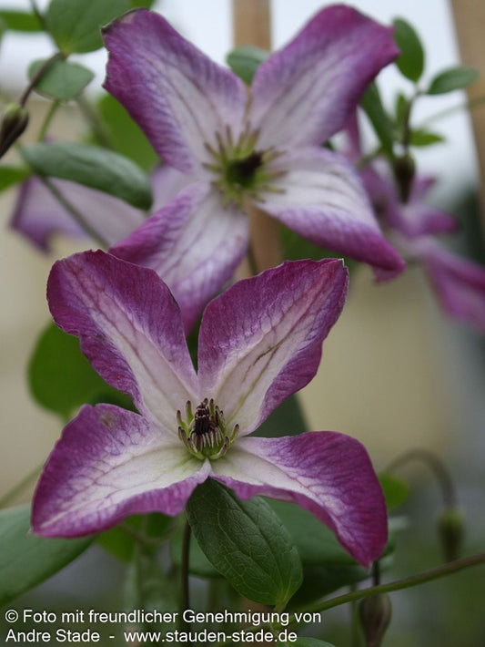 Italienische Waldrebe 'Minuet' (Clematis viticella)