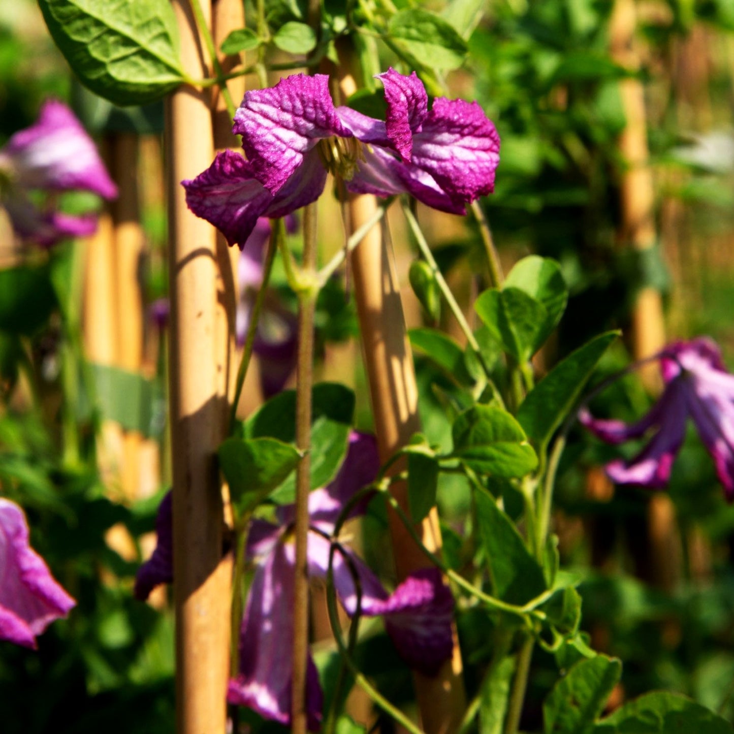 Italienische Waldrebe 'Minuet' (Clematis viticella)