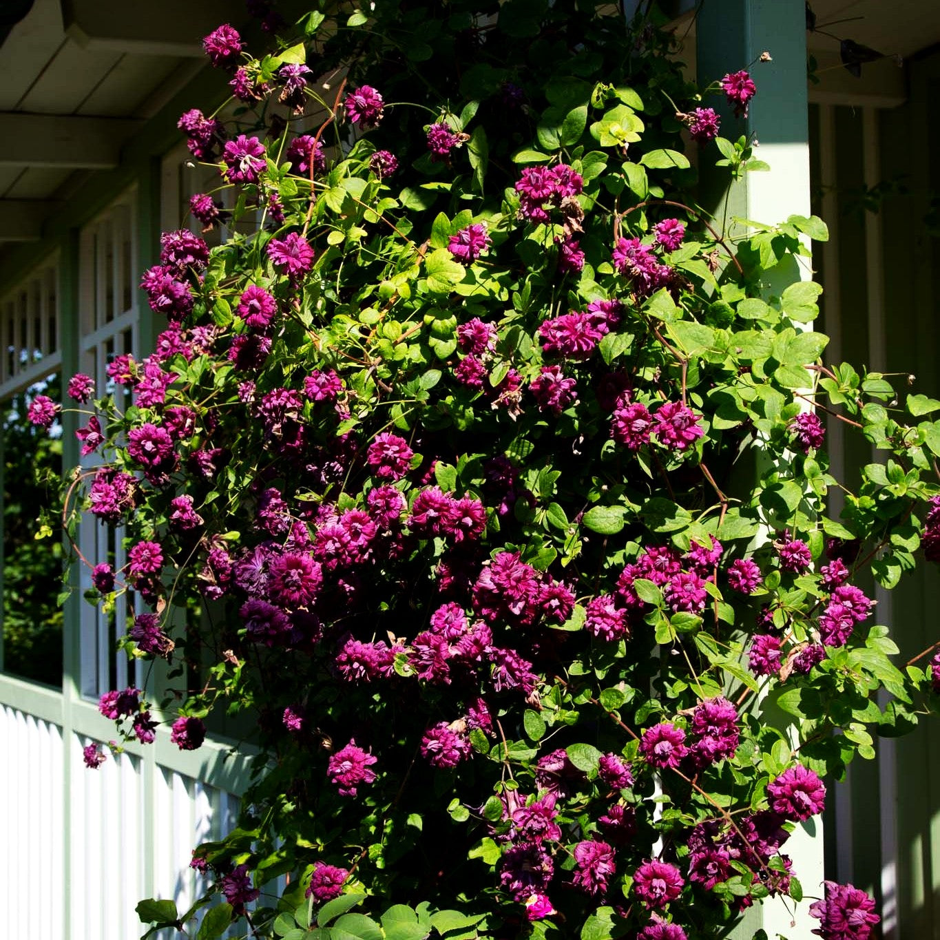 Italienische Waldrebe 'Purpurea Plena Elegans' (Clematis viticella)