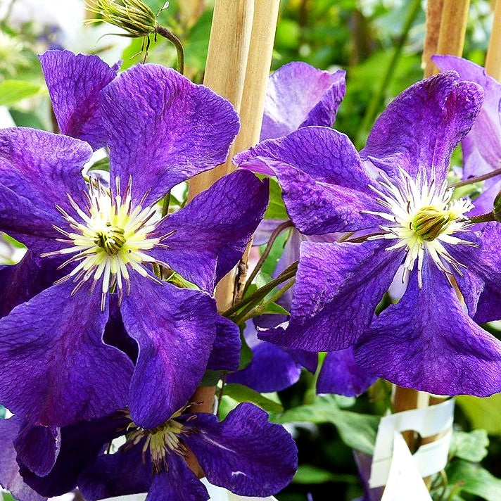 Italienische Waldrebe 'Tuczka' (Clematis viticella)