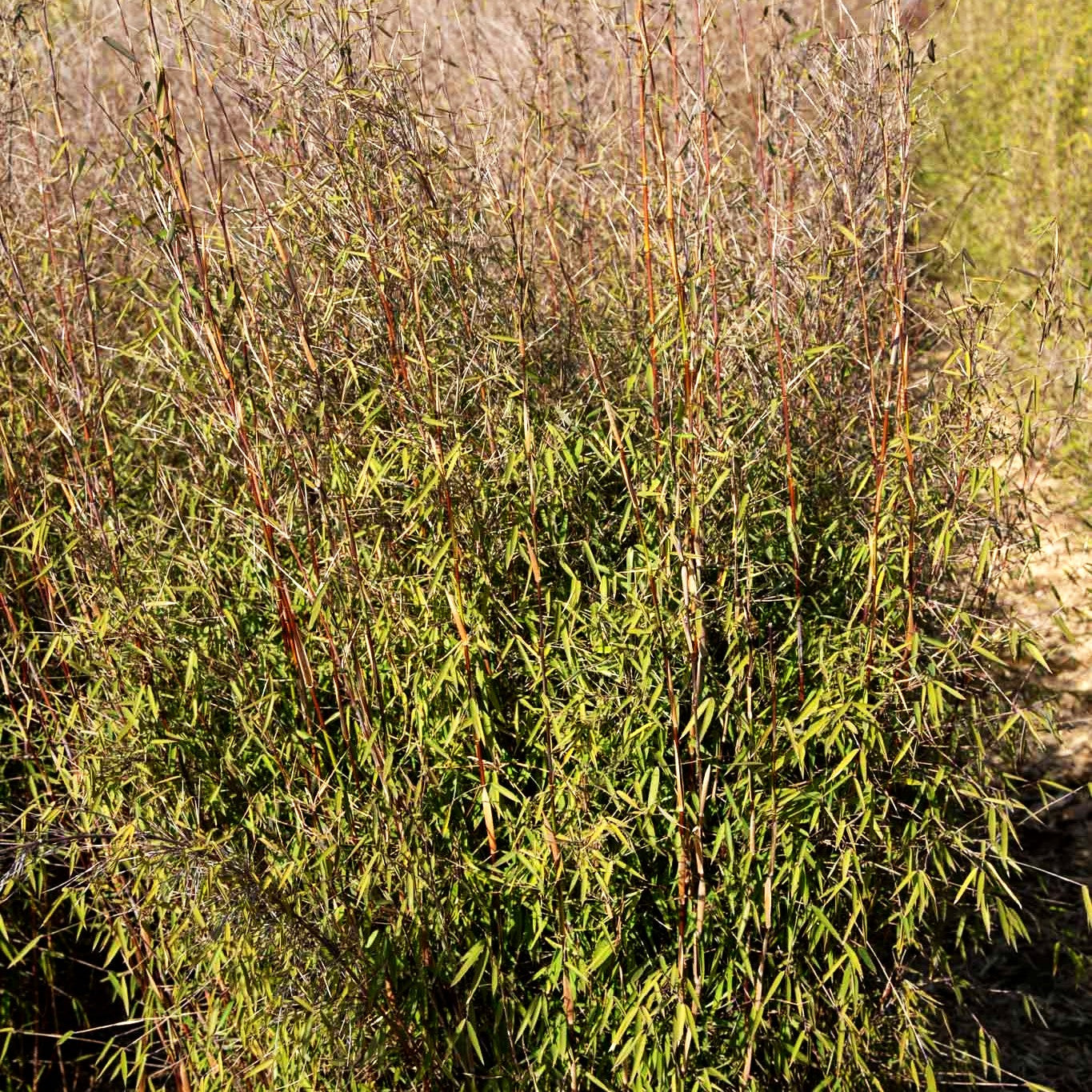 Jade-Bambus 'Jiuzhaigou 1' (Fargesia nitida)