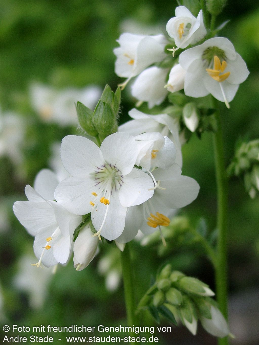 Jakobsleiter 'Album' (Polemonium caeruleum)