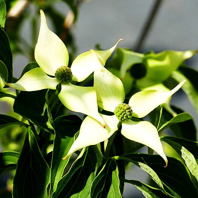 Jap.Blumen-Hartriegel 'Bultinck's Giant Flower' (Cornus kousa)