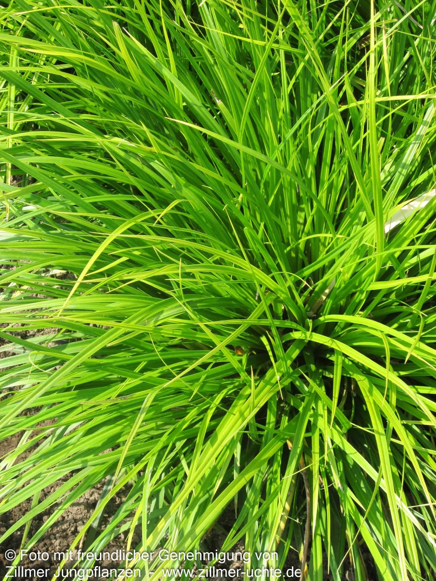 Japan-Segge (Carex morrowii)