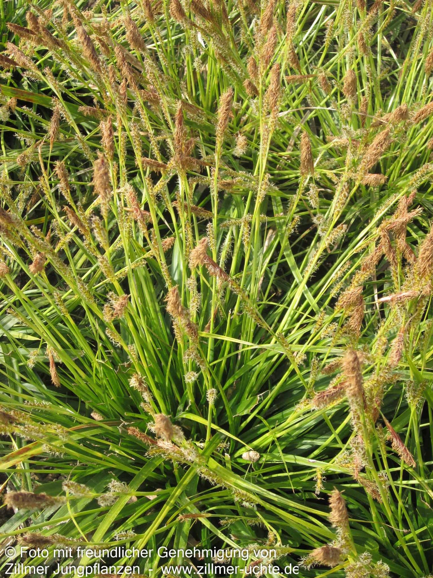 Japan-Segge (Carex morrowii)