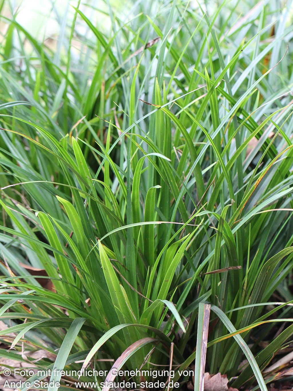 Japan-Segge (Carex morrowii)