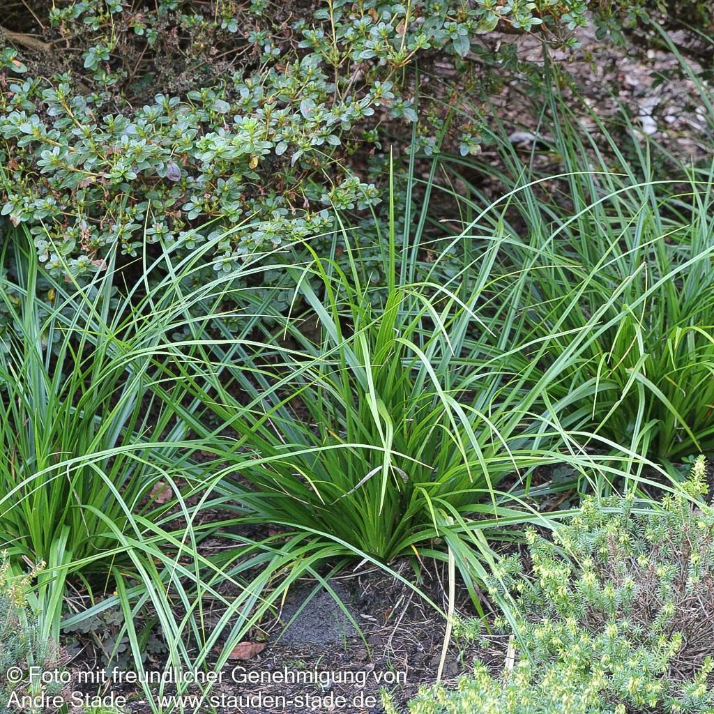 Japan-Segge (Carex morrowii)