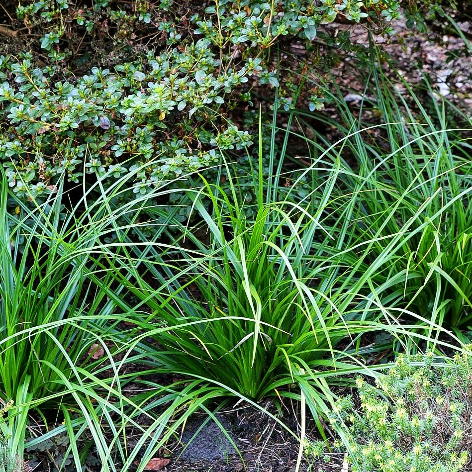 Japan-Segge (Carex morrowii)