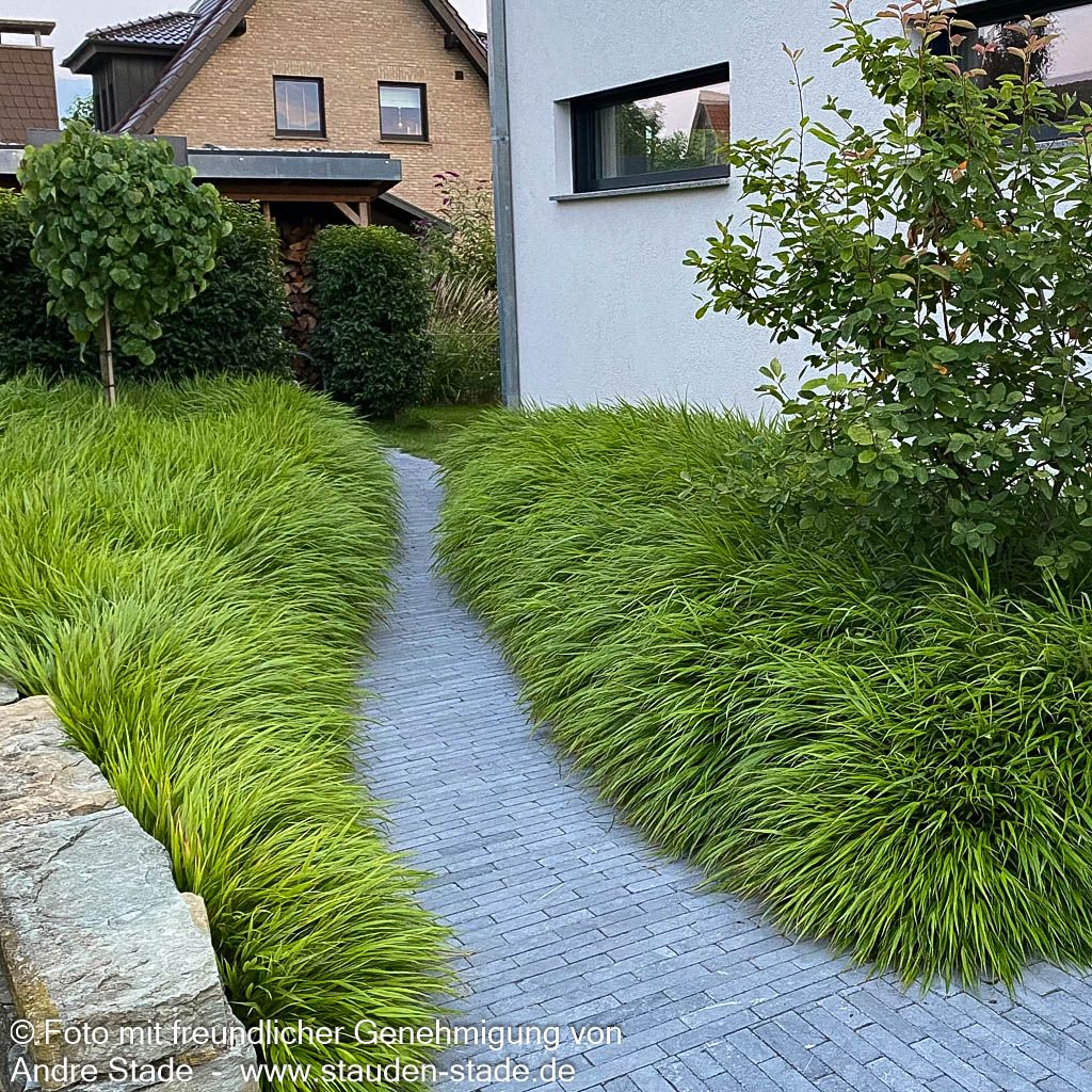 Japangras, Japanisches Berggras (Hakonechloa macra)