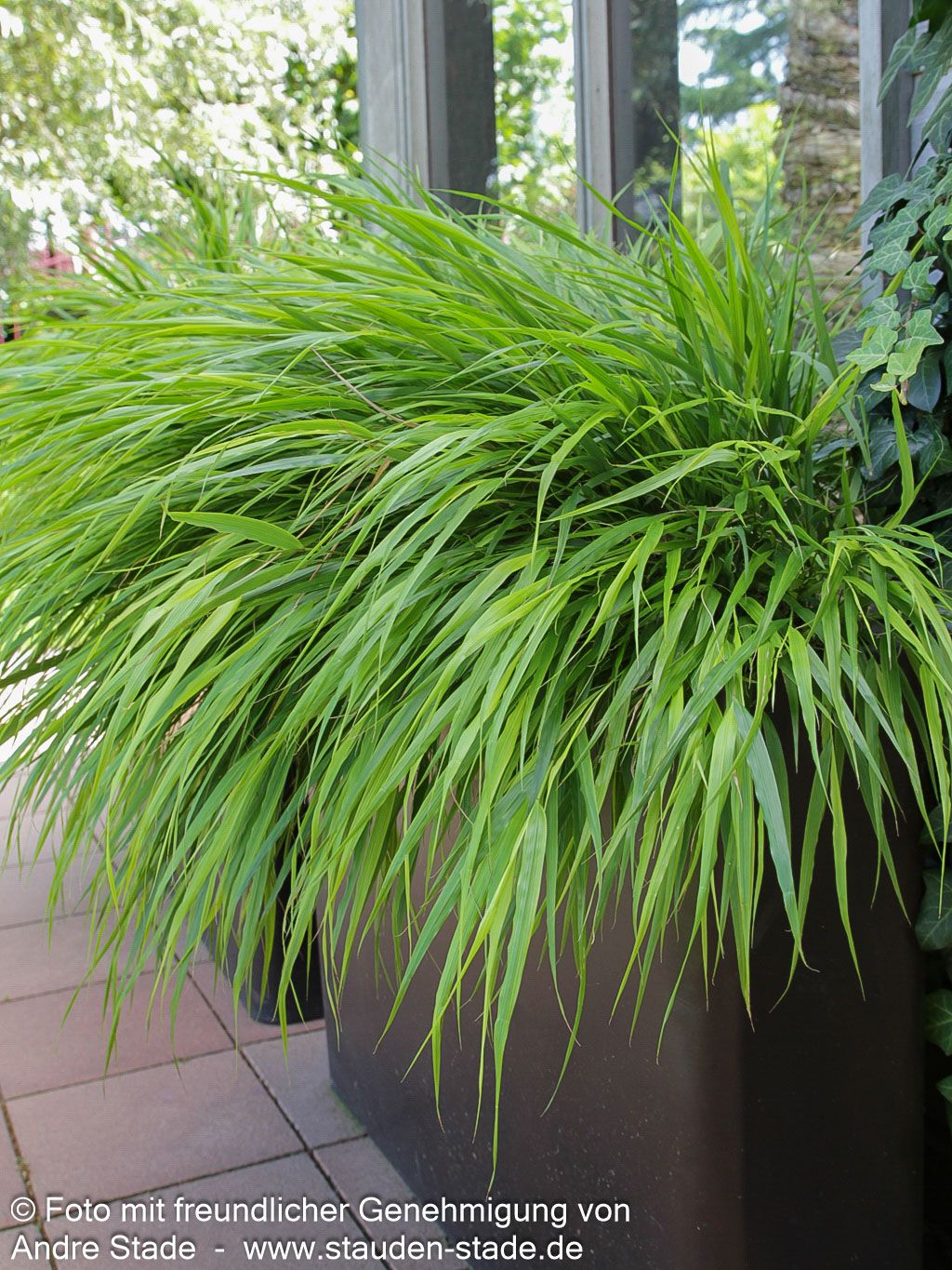 Japangras, Japanisches Berggras (Hakonechloa macra)