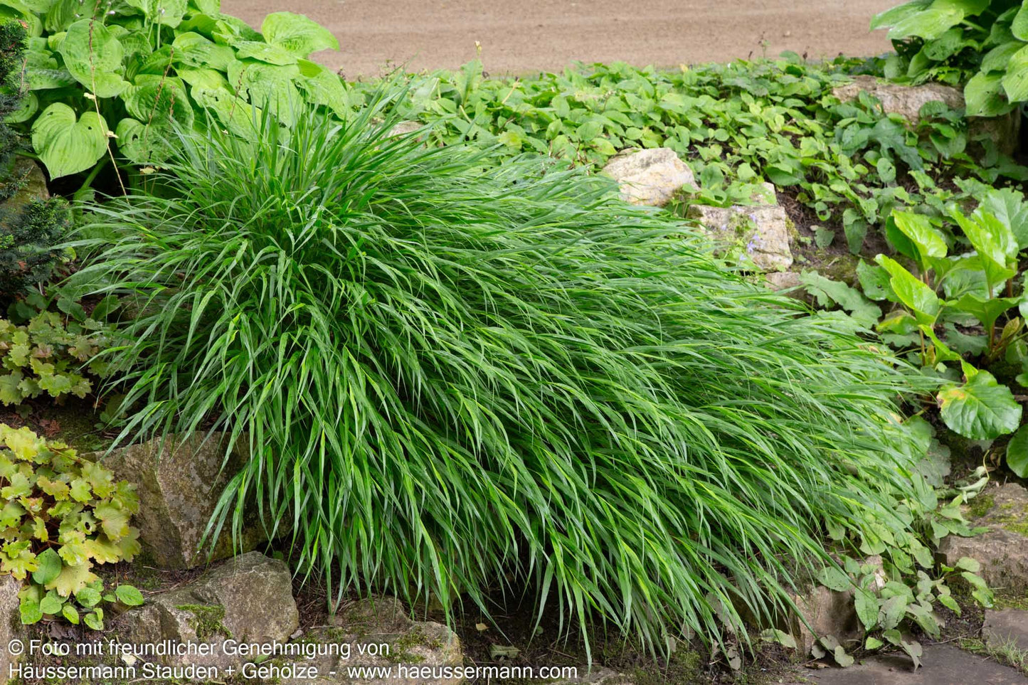 Japangras, Japanisches Berggras (Hakonechloa macra)